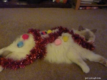 Gorgeous George: A Ragdoll Who Wins Hearts This Holiday Season