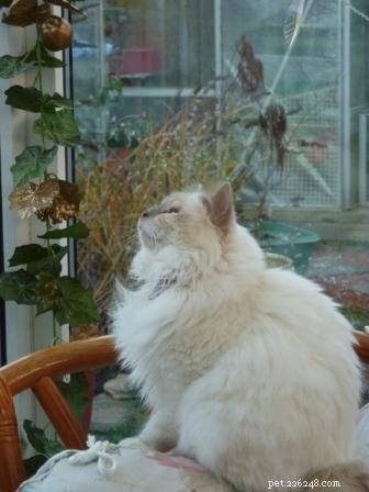 Gorgeous George: A Ragdoll Who Wins Hearts This Holiday Season