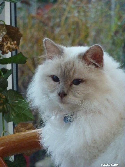 Gorgeous George: A Ragdoll Who Wins Hearts This Holiday Season