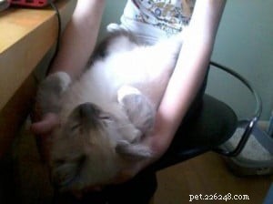 Blue – Our Featured Ragdoll Kitten of the Month
