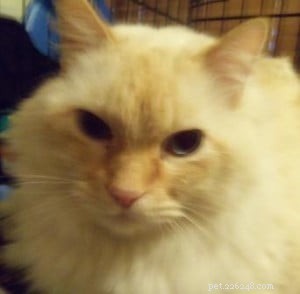 MacGrumpy: A Rescued Ragdoll’s Path to Recovery