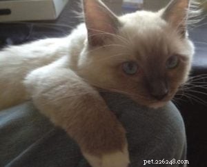 Blue – Our Featured Ragdoll Kitten of the Month