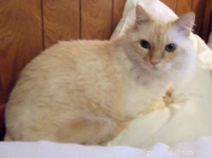 MacGrumpy: A Rescued Ragdoll’s Path to Recovery