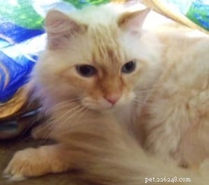 MacGrumpy: A Rescued Ragdoll’s Path to Recovery