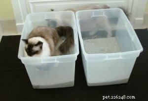 Why Does My Cat Poop Outside the Litter Box? Understanding & Fixing the Problem