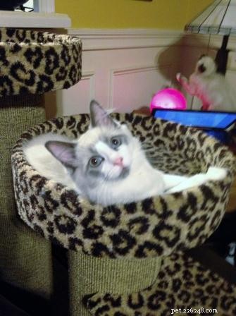 Why Does My Cat Poop Outside the Litter Box? Understanding & Fixing the Problem