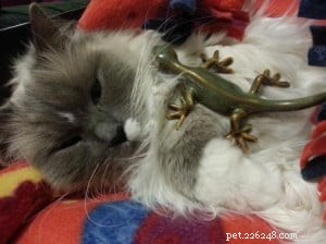 Meet Wikki: The Adorable Ragdoll Featured This Week