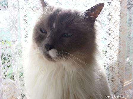Meet Wikki: The Adorable Ragdoll Featured This Week