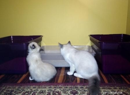 Why Does My Cat Poop Outside the Litter Box? Understanding & Fixing the Problem