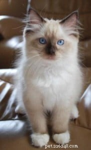 Meet Mr. Bojangles: Champion Ragdoll of the Week