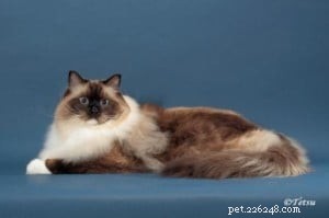 Meet Mr. Bojangles: Champion Ragdoll of the Week