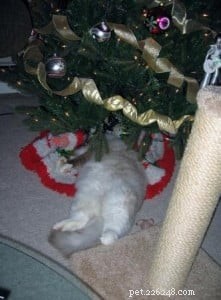 Meet Mr. Bojangles: Champion Ragdoll of the Week