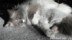 Meet Wikki: The Adorable Ragdoll Featured This Week