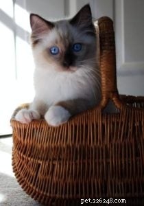 Meet Mr. Bojangles: Champion Ragdoll of the Week