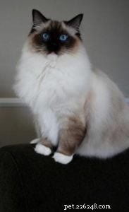 Meet Mr. Bojangles: Champion Ragdoll of the Week