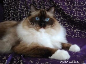 Meet Mr. Bojangles: Champion Ragdoll of the Week
