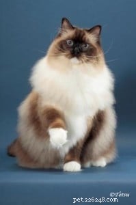 Meet Mr. Bojangles: Champion Ragdoll of the Week