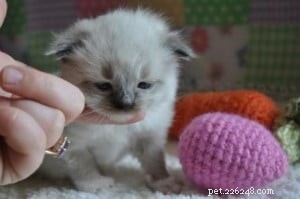 Meet Mr. Bojangles: Champion Ragdoll of the Week