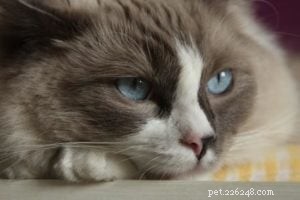 Meet Theo: Ragdoll of the Week – A Heartfelt Pet Story