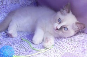 Meet Theo: Ragdoll of the Week – A Heartfelt Pet Story