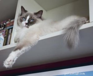 Meet Theo: Ragdoll of the Week – A Heartfelt Pet Story