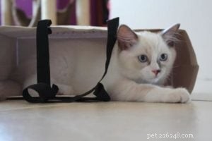 Meet Theo: Ragdoll of the Week – A Heartfelt Pet Story