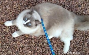 Meet Theo: Ragdoll of the Week – A Heartfelt Pet Story