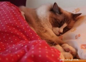 Meet Theo: Ragdoll of the Week – A Heartfelt Pet Story
