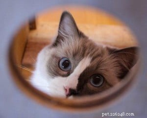 Meet Theo: Ragdoll of the Week – A Heartfelt Pet Story