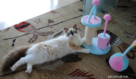 Meet Coco: Ragdoll Kitten of the Month – A Story of Love and New Beginnings
