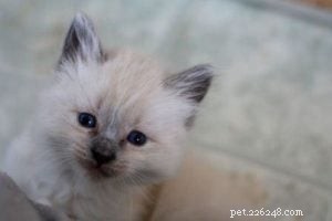 Meet Tamago: The Charming White Ragdoll of the Week