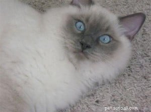 Meet Calvin: Ragdoll of the Week – Gentle, Child‑Friendly Companion