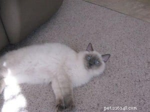 Meet Calvin: Ragdoll of the Week – Gentle, Child‑Friendly Companion