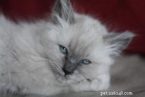 Meet Tamago: The Charming White Ragdoll of the Week