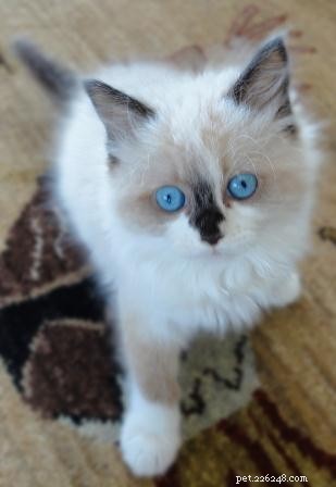 Meet Coco: Ragdoll Kitten of the Month – A Story of Love and New Beginnings
