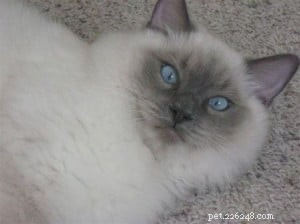 Meet Calvin: Ragdoll of the Week – Gentle, Child‑Friendly Companion