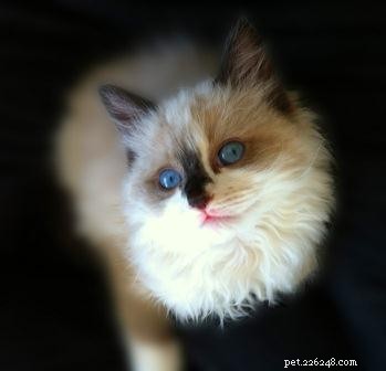 Meet Coco: Ragdoll Kitten of the Month – A Story of Love and New Beginnings