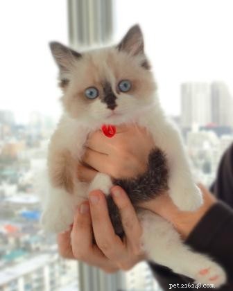 Meet Coco: Ragdoll Kitten of the Month – A Story of Love and New Beginnings
