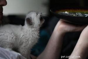 Meet Tamago: The Charming White Ragdoll of the Week