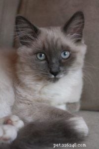 Meet Tamago: The Charming White Ragdoll of the Week
