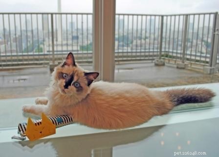 Meet Coco: Ragdoll Kitten of the Month – A Story of Love and New Beginnings