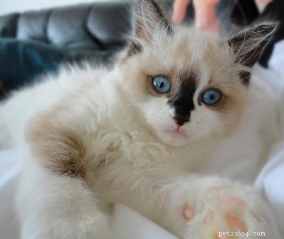 Meet Coco: Ragdoll Kitten of the Month – A Story of Love and New Beginnings