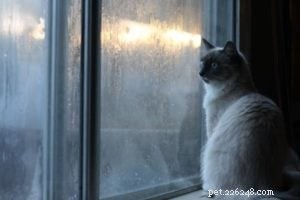 Meet Tamago: The Charming White Ragdoll of the Week