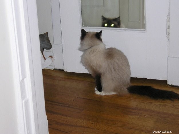 Pandora: A Ragdoll s Remarkable Journey from Trauma to Triumph