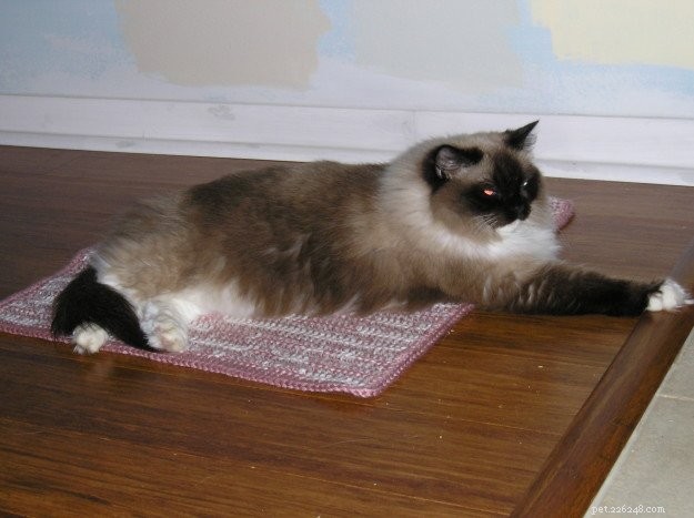 Pandora: A Ragdoll s Remarkable Journey from Trauma to Triumph