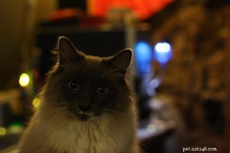 Meet Tamago: The Charming White Ragdoll of the Week