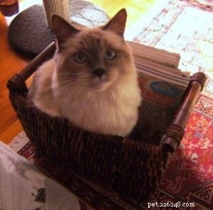 Buster: The Charming Ragdoll Companion for Apartment Living