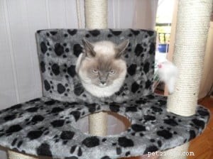 Buster: The Charming Ragdoll Companion for Apartment Living