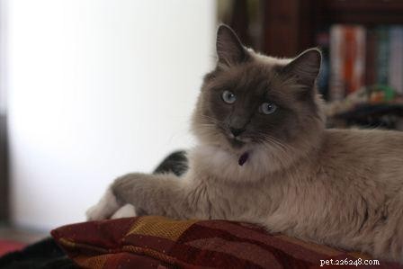 Meet Tamago: The Charming White Ragdoll of the Week