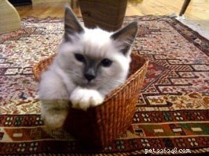 Buster: The Charming Ragdoll Companion for Apartment Living